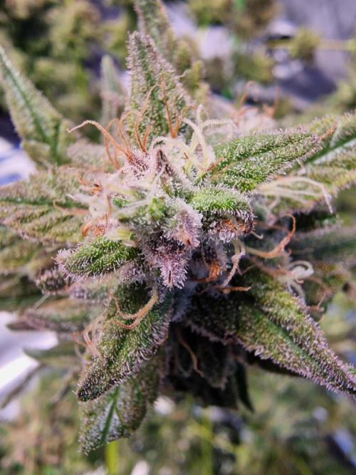 The Experiment. Week 17