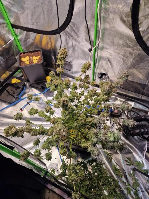 The Experiment. Week 17