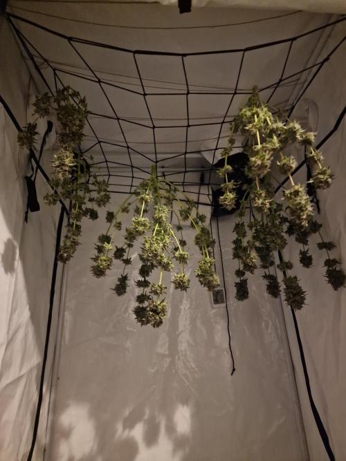 The Experiment. Week 17