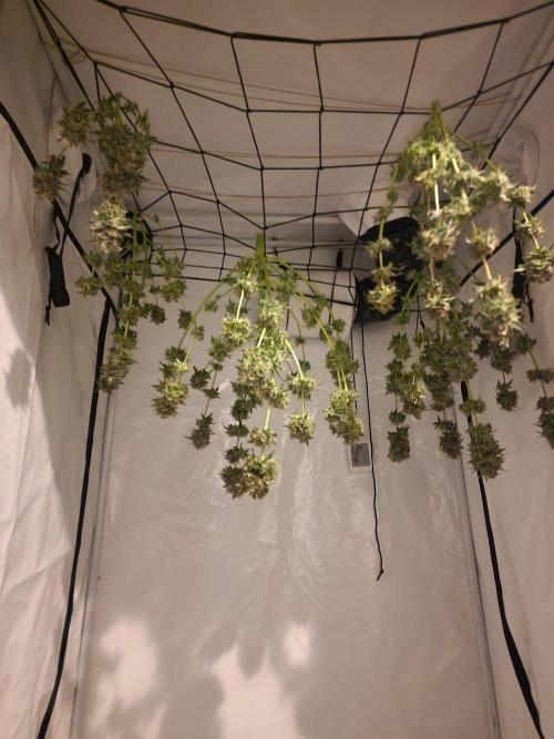 The Experiment. Week 17