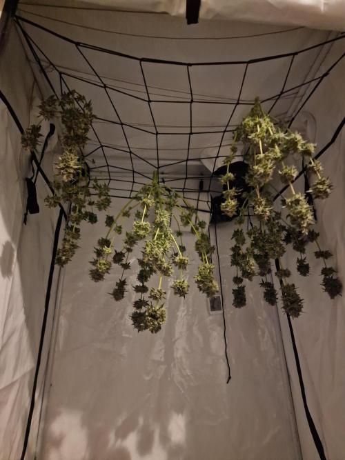 The Experiment. Week 17