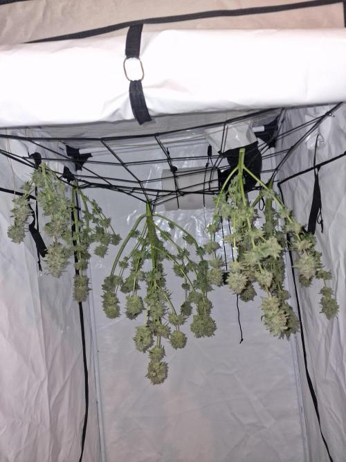 The Experiment. Week 17