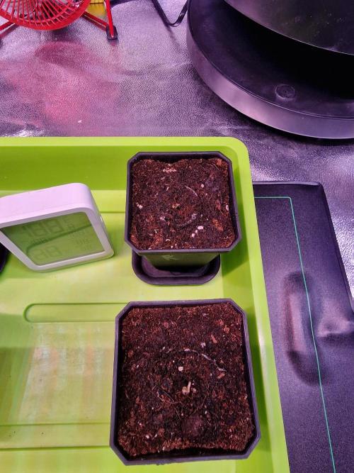Grow like and Pro 😎💪. Week 0