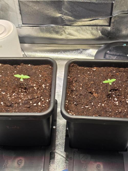 Grow like and Pro 😎💪. Week 2