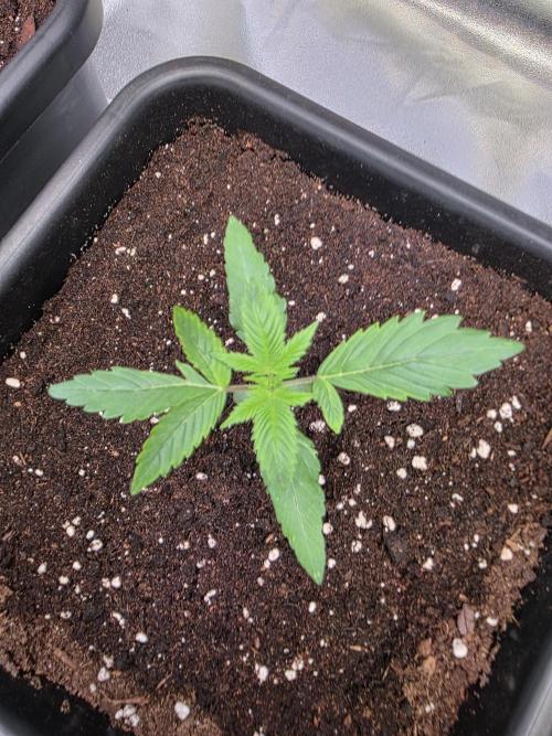 Grow like and Pro 😎💪. Week 2