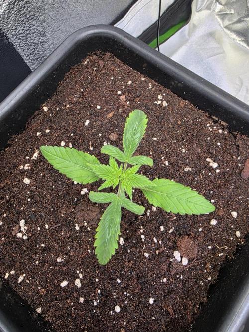 Grow like and Pro 😎💪. Week 3