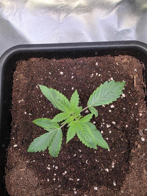 Grow like and Pro 😎💪. Week 3