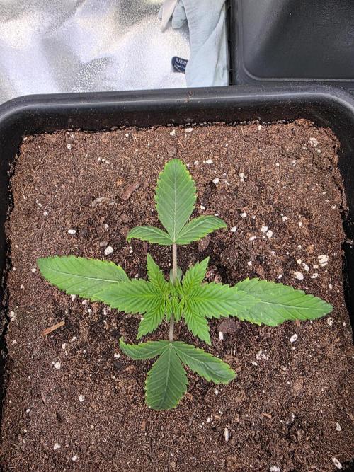 Grow like and Pro 😎💪. Week 3