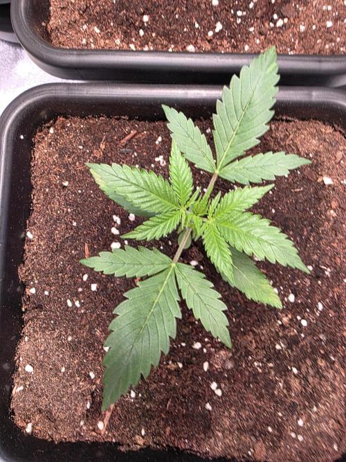 Grow like and Pro 😎💪. Week 3