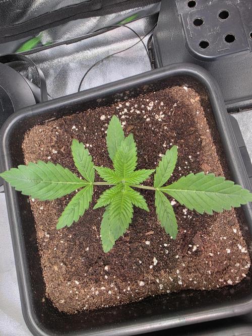 Grow like and Pro 😎💪. Week 3