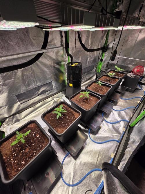 Grow like and Pro 😎💪. Week 3