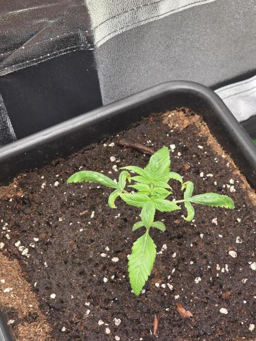 Grow like and Pro 😎💪. Week 3