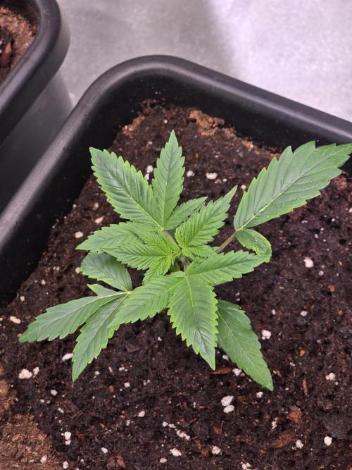 Grow like and Pro 😎💪. Week 3