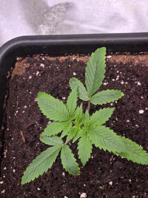 Grow like and Pro 😎💪. Week 3