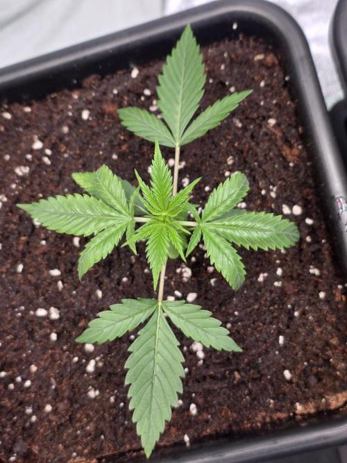 Grow like and Pro 😎💪. Week 3