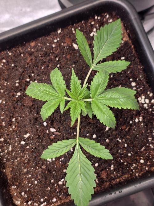 Grow like and Pro 😎💪. Week 3
