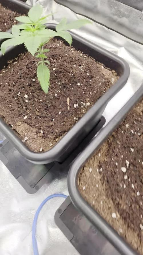 Grow like and Pro 😎💪