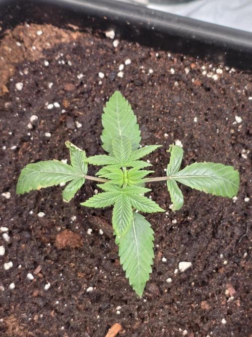 Grow like and Pro 😎💪. Week 4