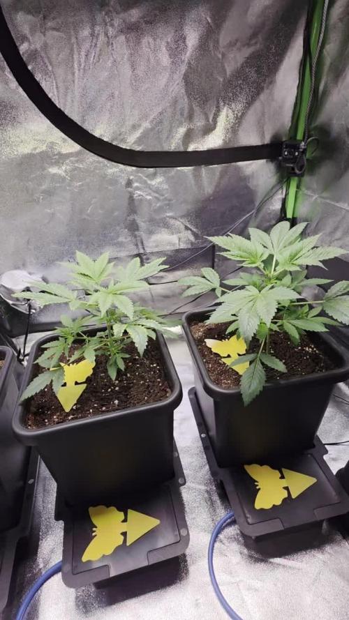 Grow like and Pro 😎💪