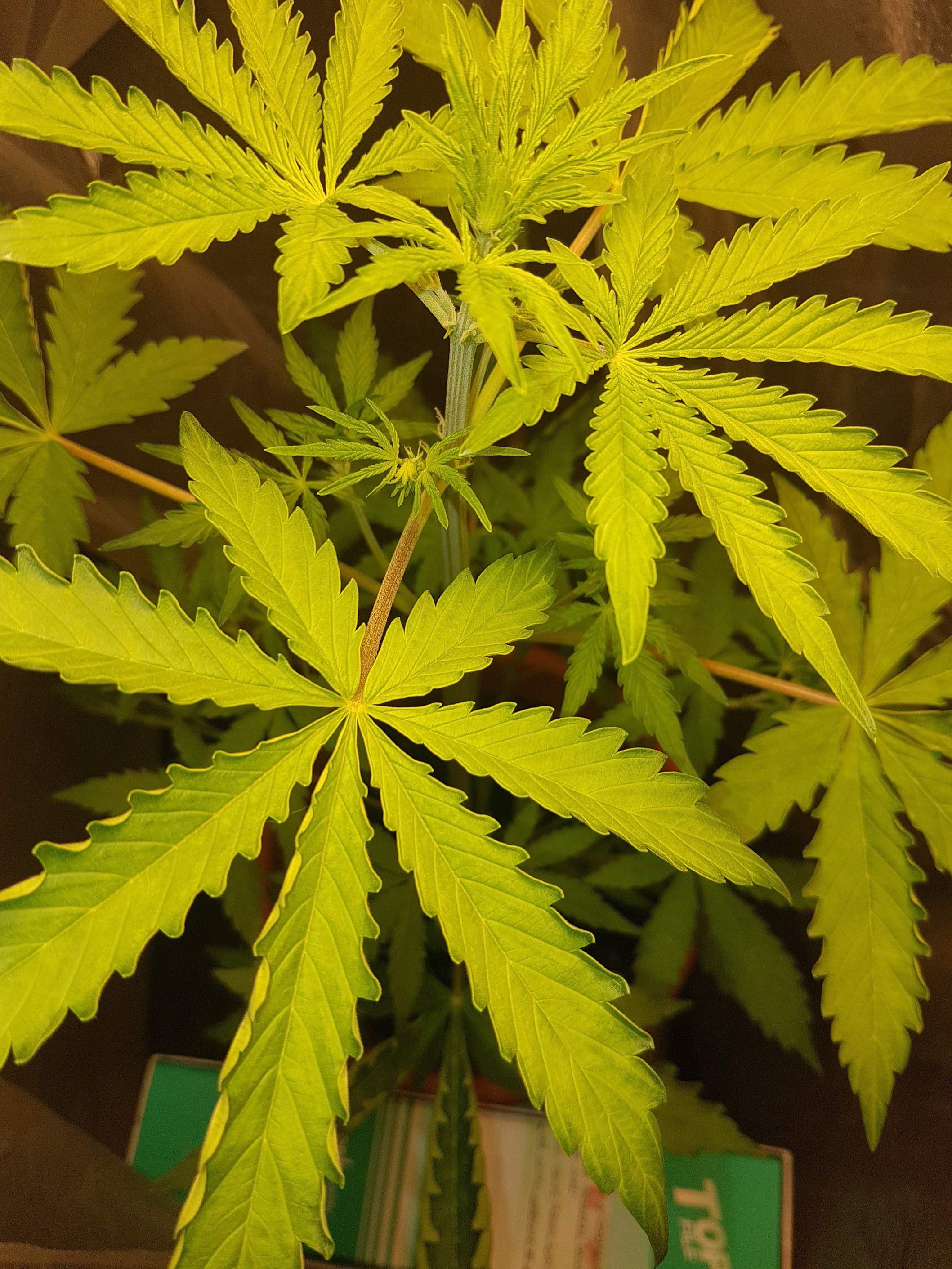 Fast Buds Pineapple Express Auto grow diary (journal) week4 by Yeeet
