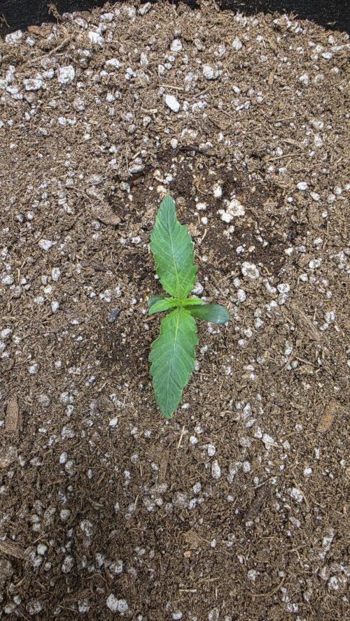 Mephisto Guava Fig. Week 1 - Day 7