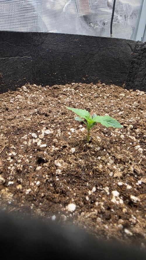 Mephisto Guava Fig. Week 1 - Day 6