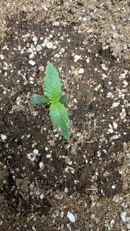 Mephisto Guava Fig. Week 1 - Day 6