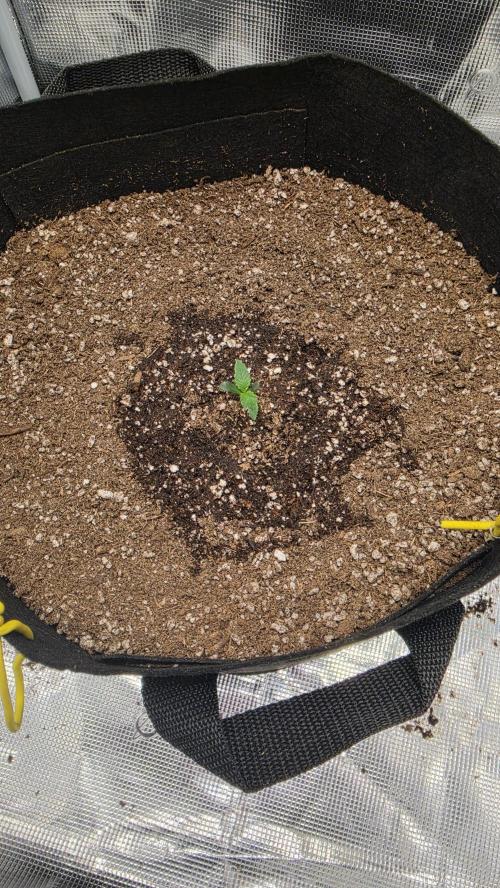 Mephisto Guava Fig. Week 1 - Day 5