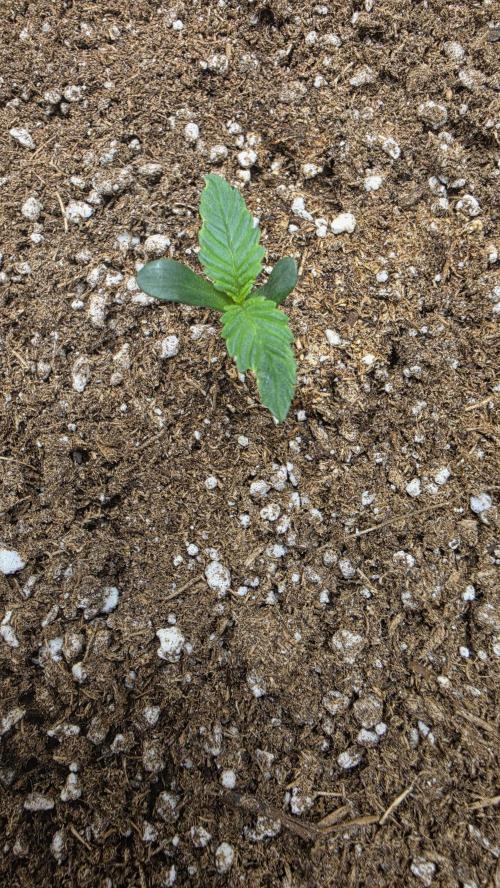Mephisto Guava Fig. Week 1 - Day 5