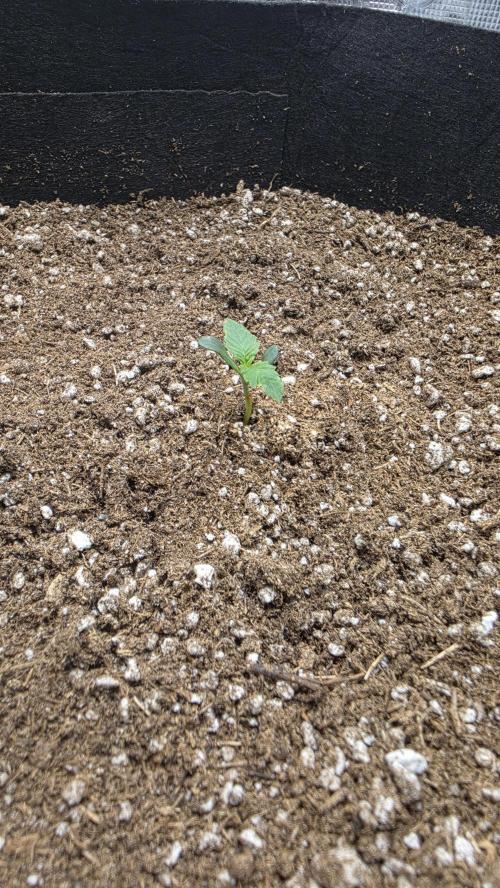 Mephisto Guava Fig. Week 1 - Day 4