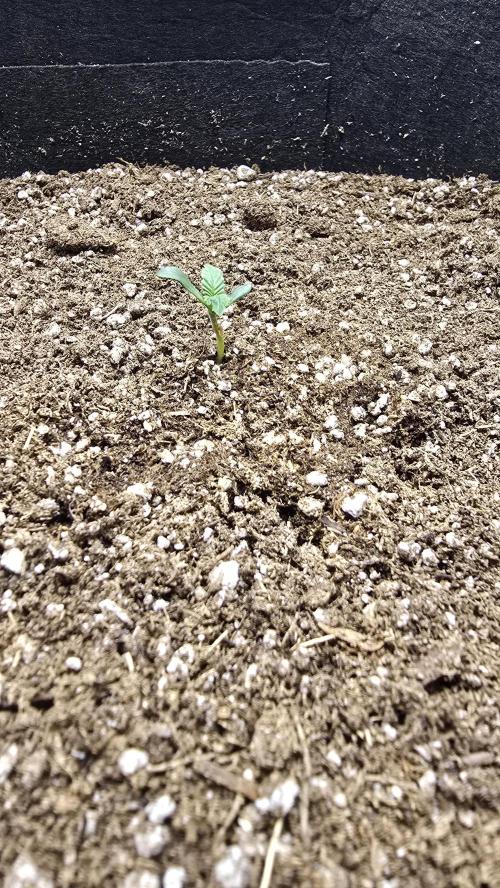 Mephisto Guava Fig. Week 1 - Day 3