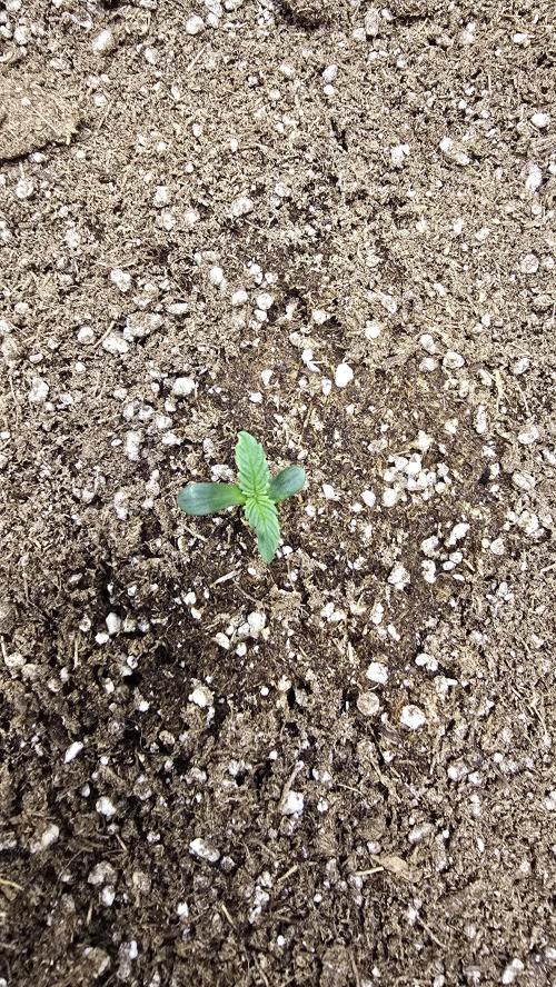 Mephisto Guava Fig. Week 1 - Day 3