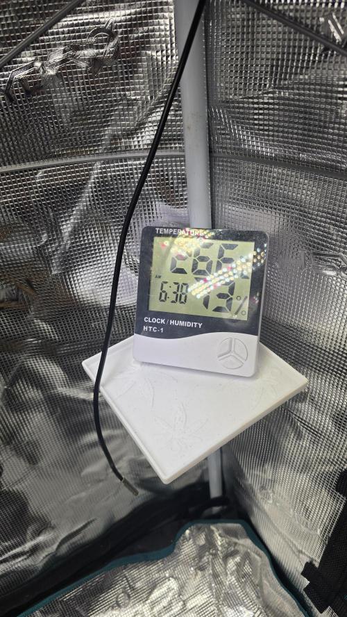 Mephisto Guava Fig. Week 1 - Day 3