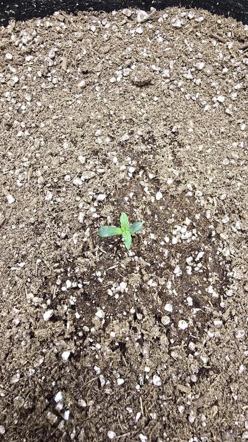 Mephisto Guava Fig. Week 1 - Day 2