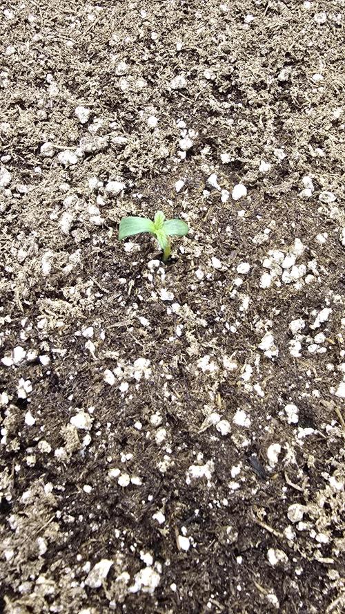 Mephisto Guava Fig. Week 1 - Day 2