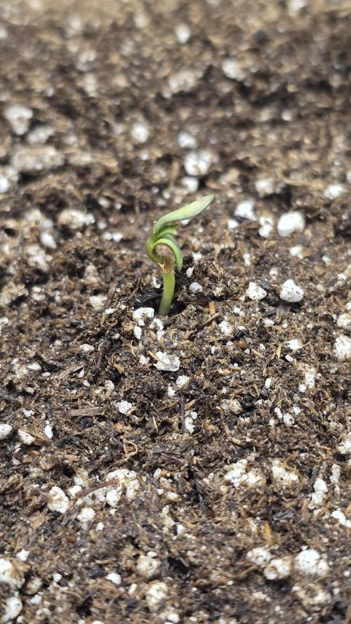Mephisto Guava Fig. Week 1 - Day 1