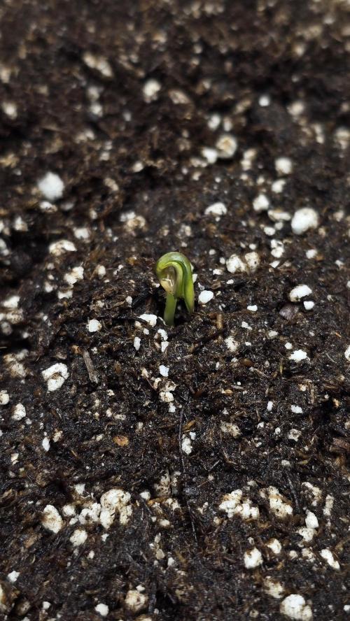 Mephisto Guava Fig. Week 1 - Day 1