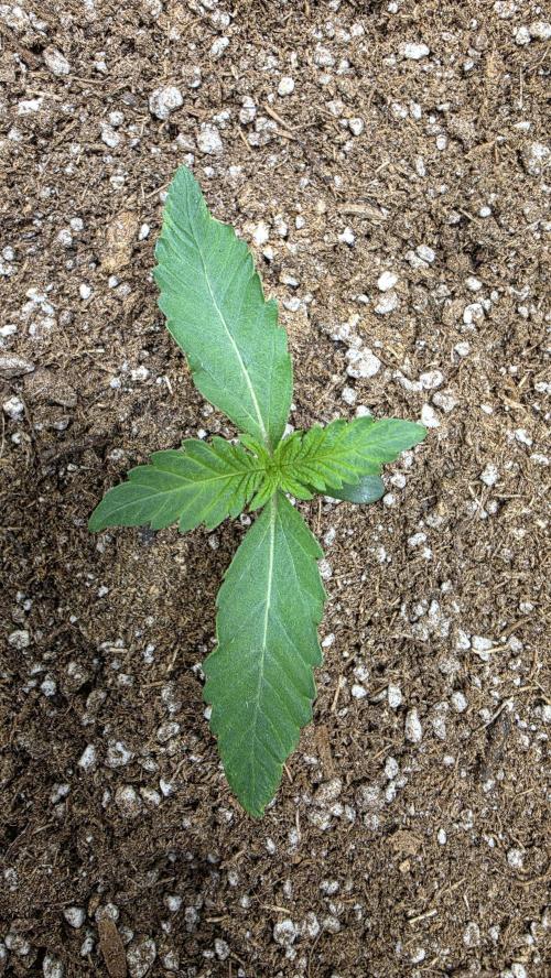 Mephisto Guava Fig. Week 2 - Day 8