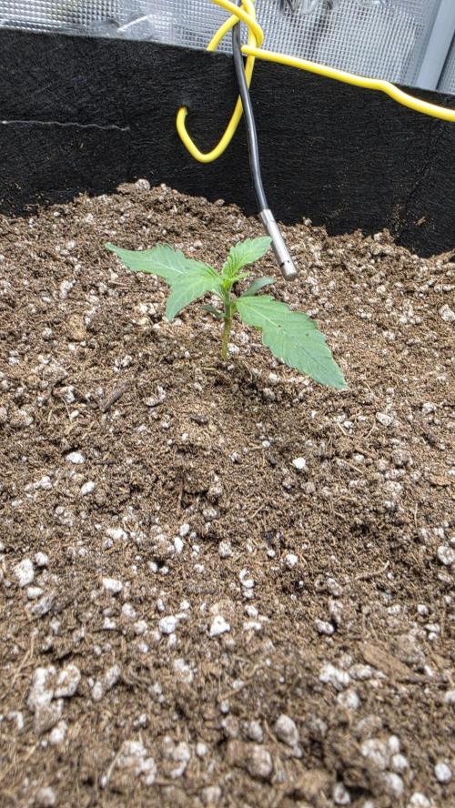 Mephisto Guava Fig. Week 2 - Day 8