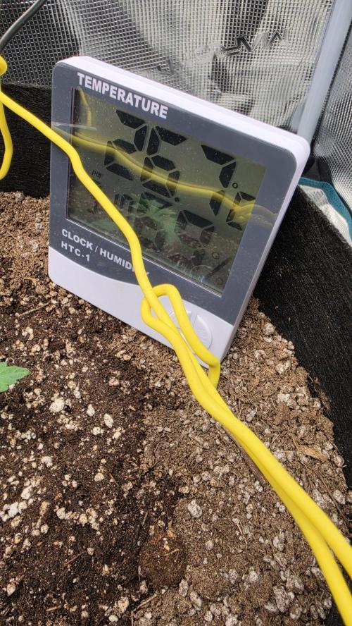Mephisto Guava Fig. Week 2 - Day 9