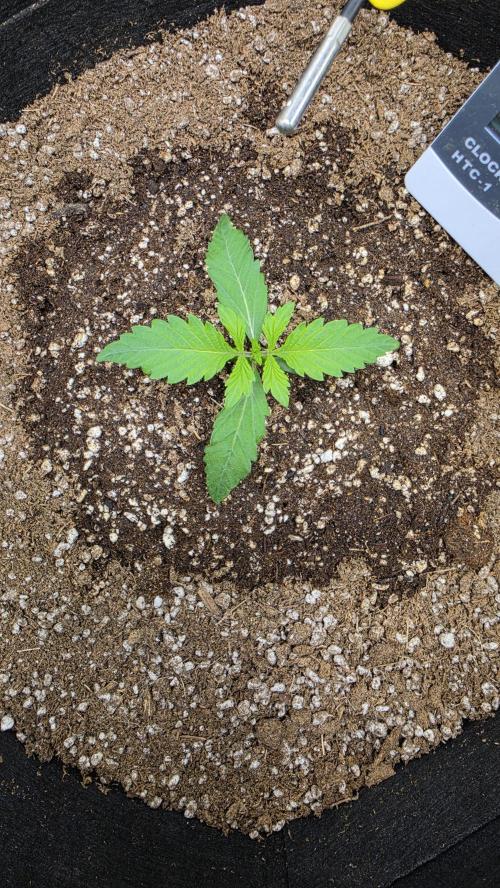 Mephisto Guava Fig. Week 2 - Day 9