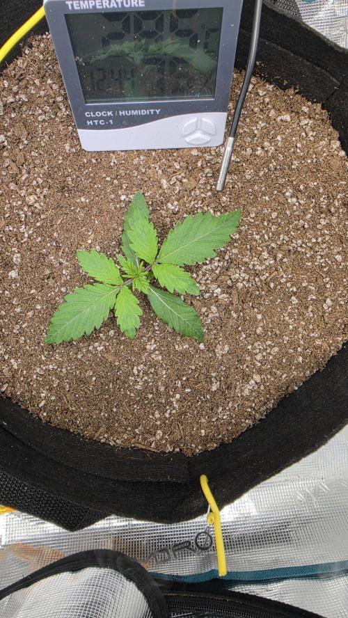 Mephisto Guava Fig. Week 2 - Day 10