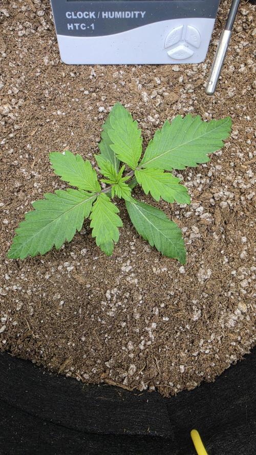 Mephisto Guava Fig. Week 2 - Day 10