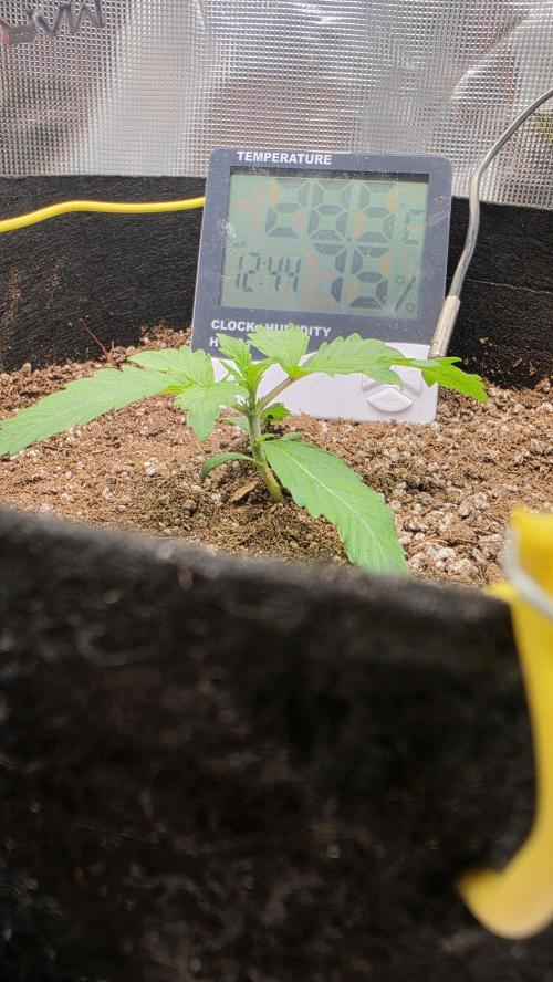 Mephisto Guava Fig. Week 2 - Day 10