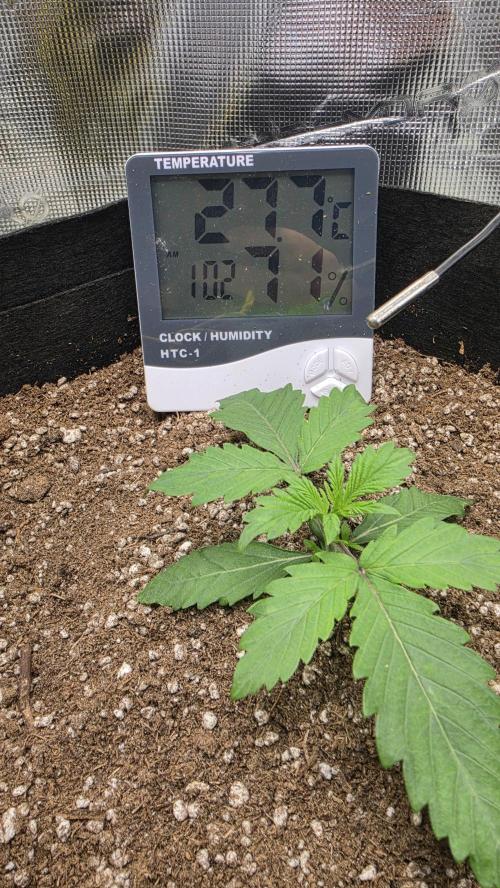 Mephisto Guava Fig. Week 2 - Day 11