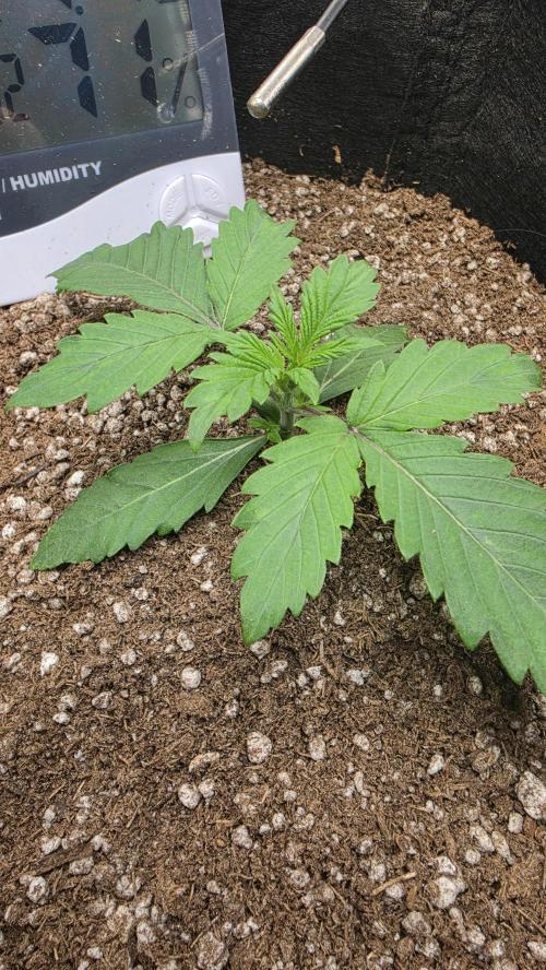 Mephisto Guava Fig. Week 2 - Day 11