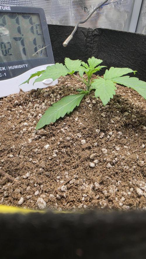 Mephisto Guava Fig. Week 2 - Day 12