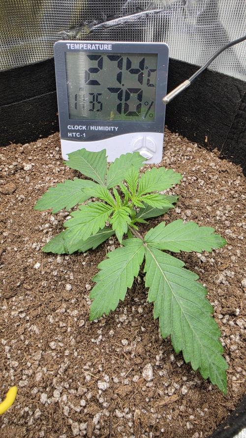 Mephisto Guava Fig. Week 2 - Day 12