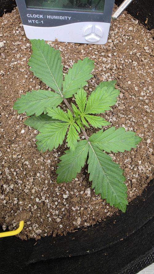 Mephisto Guava Fig. Week 2 - Day 2