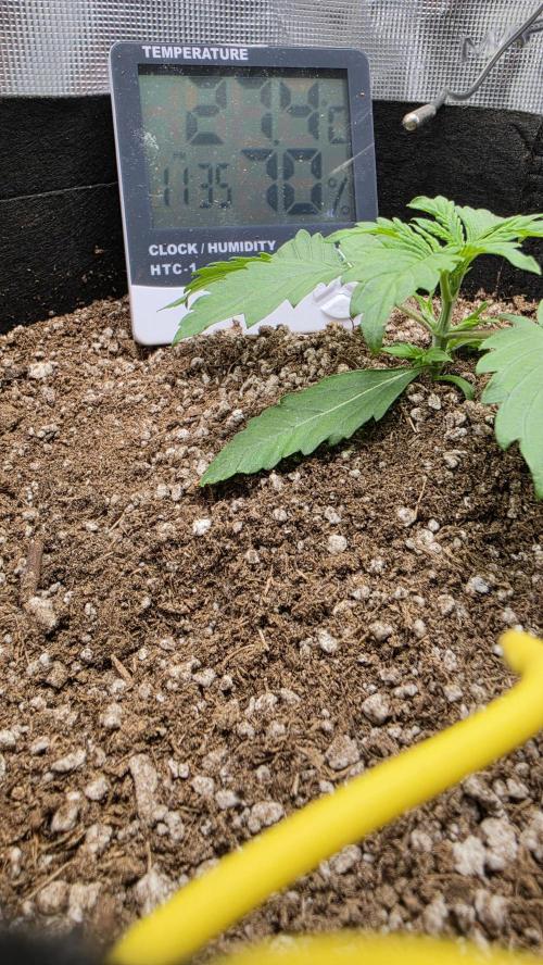 Mephisto Guava Fig. Week 2 - Day 13
